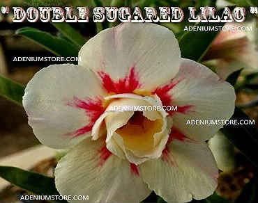 Adenium Obesum \'Double Sugared Lilac\' 5 Seeds